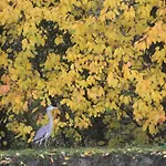 La Chaumiere Du Tordoir Bed & Breakfast Les Rues-des-Vignes