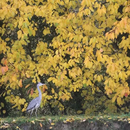 La Chaumiere Du Tordoir Bed & Breakfast Les Rues-des-Vignes